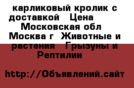 карликовый кролик с доставкой › Цена ­ 500 - Московская обл., Москва г. Животные и растения » Грызуны и Рептилии   